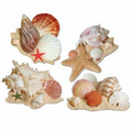 Seashell Cutouts